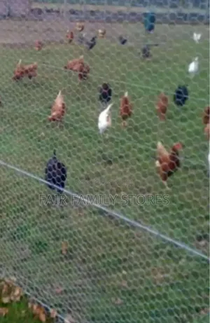 Chicken Wire Mesh