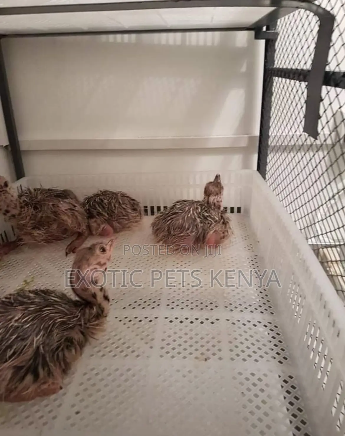 Ostrich Chics