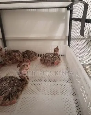 Ostrich Chics