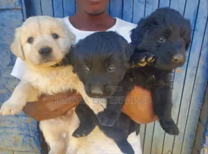 1-3 months Male Purebred Labrador Retriever