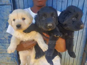 1-3 months Female Purebred Labrador Retriever