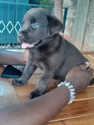 1-3 months Female Purebred Labrador Retriever