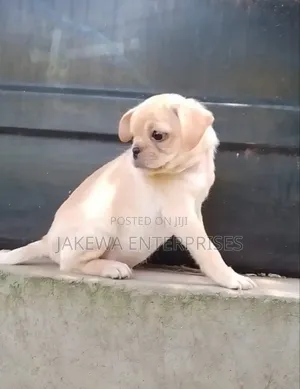 1-3 months Male Purebred Pug