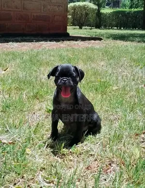 1-3 months Female Purebred Pug