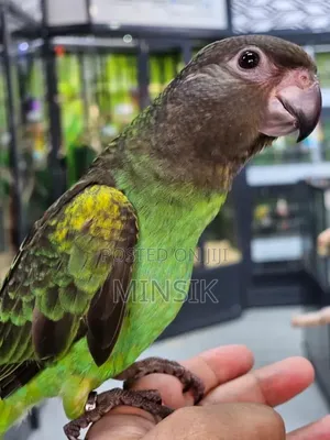 Meyer Parrots