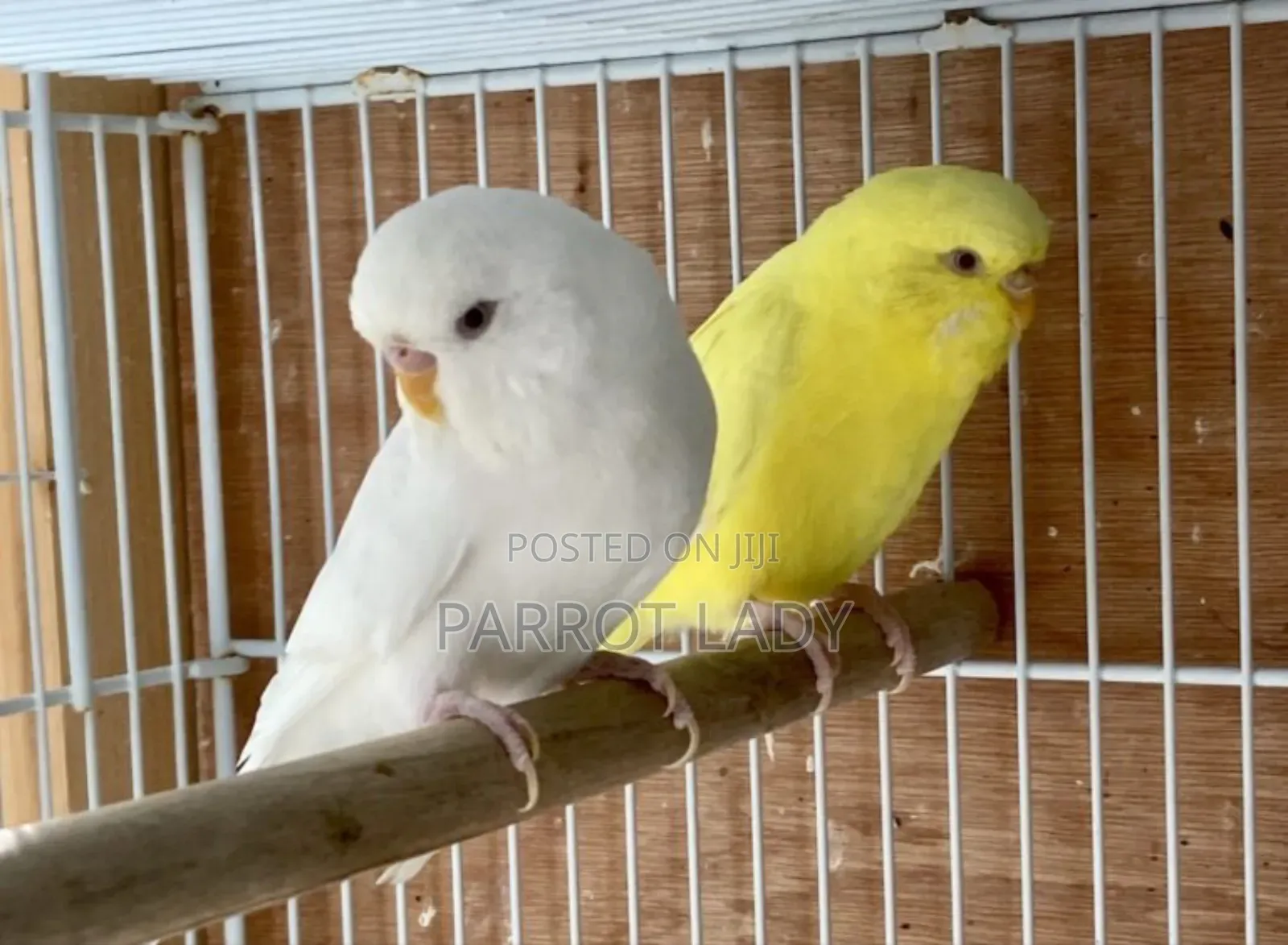 Cute Budgies