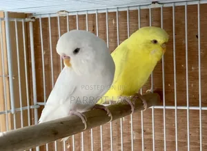 Cute Budgies