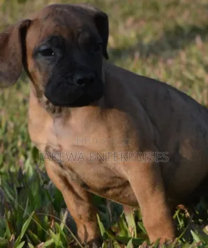 1-3 months Male Purebred Boerboel