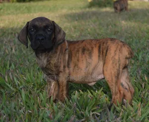 1-3 months Female Purebred Boerboel