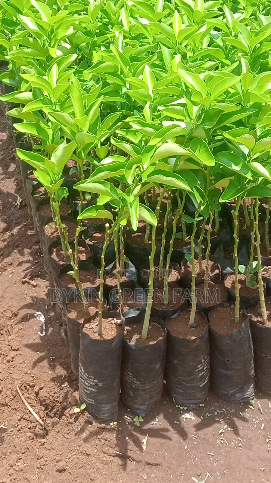 Grafted Pixie Oranges