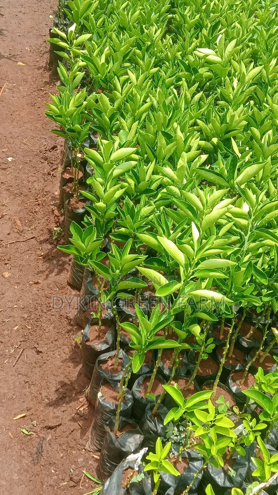 Grafted Pixie Oranges