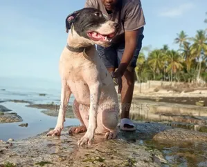 1+ year Male Purebred American Pit Bull Terrier