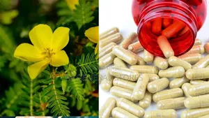Tribulus Terrestris