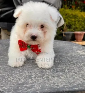 1-3 months Male Purebred Maltese
