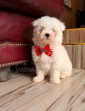 1-3 months Female Purebred Maltese