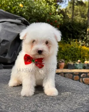 1-3 months Female Purebred Maltese
