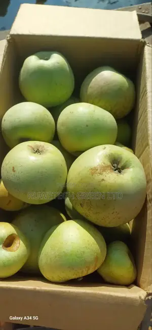 Golden Dosert Apple