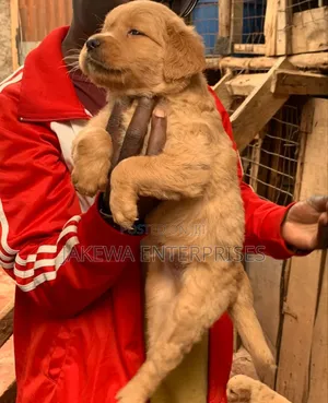 1-3 months Male Purebred Golden Retriever