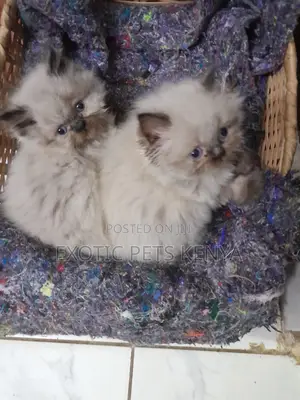 1-3 months Female Purebred Himalayan