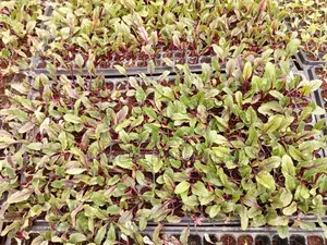 Beetroot Seedlings