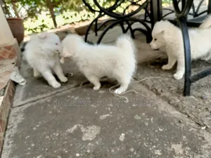 1-3 months Male Purebred Japanese Spitz