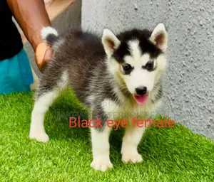 1-3 months Male Purebred Siberian Husky