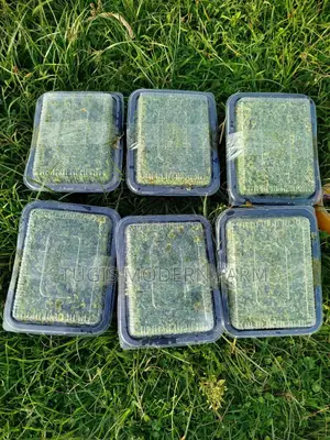 Azolla for Replanting - 2000 Ml