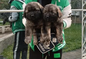 1-3 months Male Purebred Caucasian Shepherd