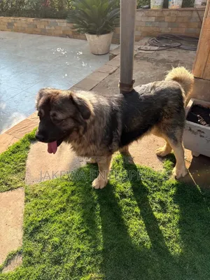 1+ year Male Purebred Caucasian Shepherd