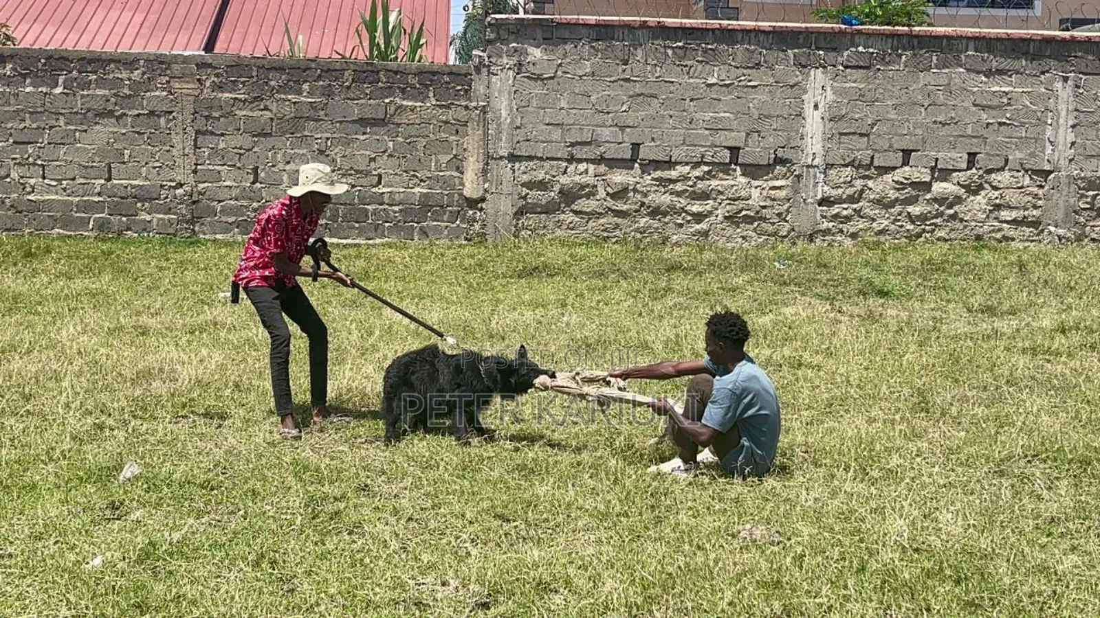 Dog Training Services