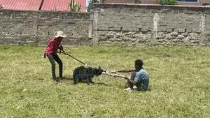Dog Training Services