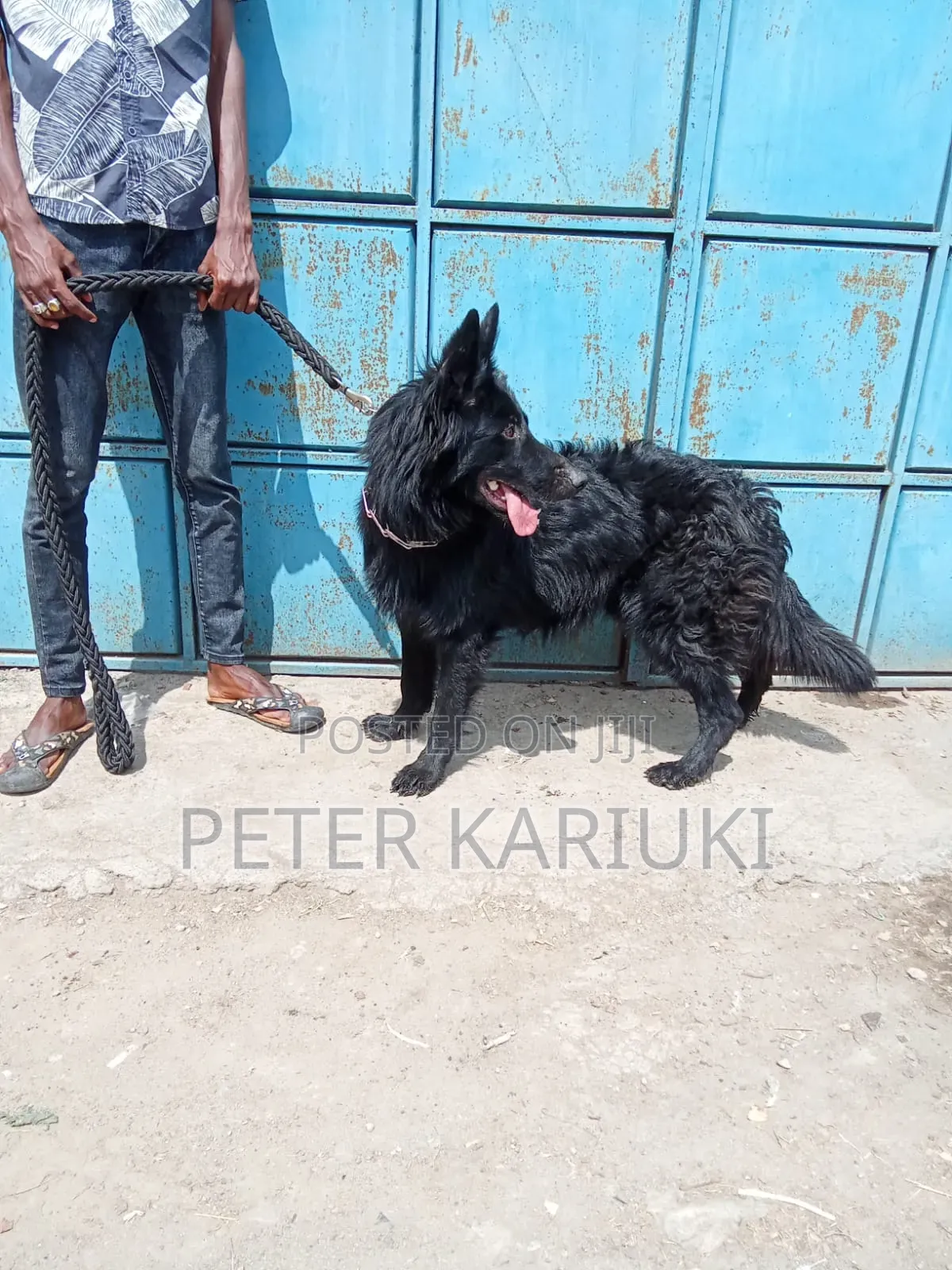 Dog Training Services