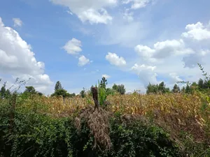 3⁄4 Acre Plot Royal
