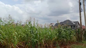 Ruiru, Mugutha 50x100 Plots