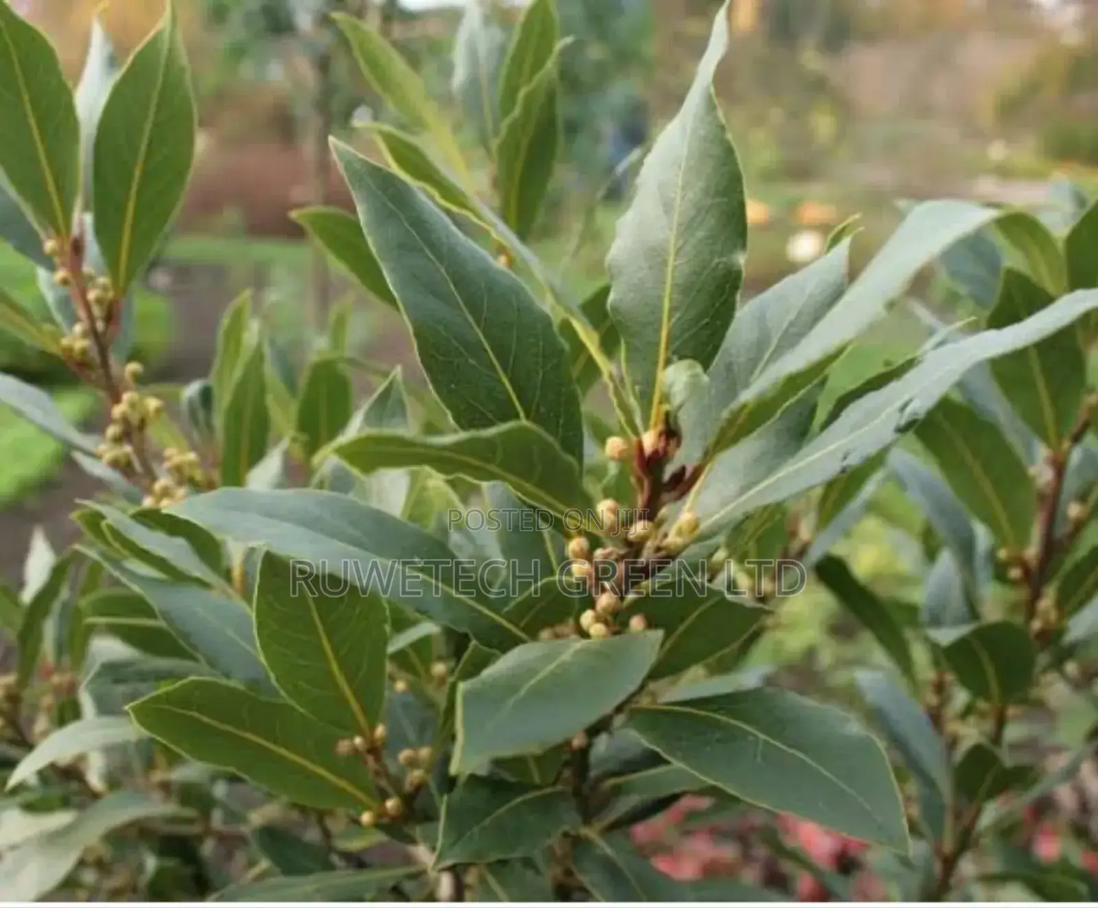 Bayleaf Seedlings