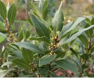 Bayleaf Seedlings