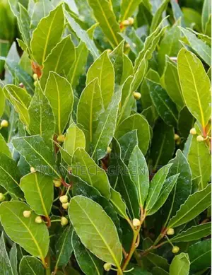 Bayleaf Seedlings
