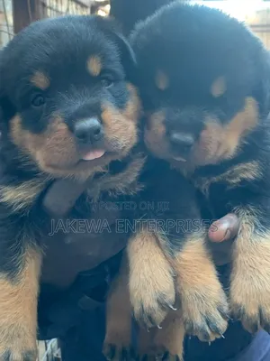 1-3 months Male Purebred Rottweiler