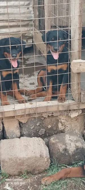 1-3 months Male Purebred Rottweiler