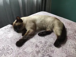 1+ year Female Purebred Siamese