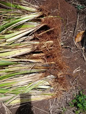 Vetiver Grass Slips for Soils Erosions Control - 100pcs