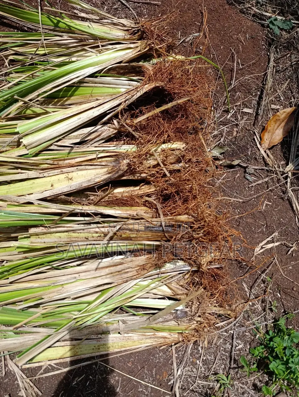 Vetiver Grass Slips for Soils Erosions Control - 100pcs