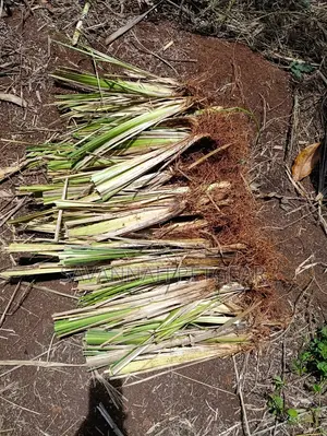Vetiver Grass Slips for Soils Erosions Control - 100pcs