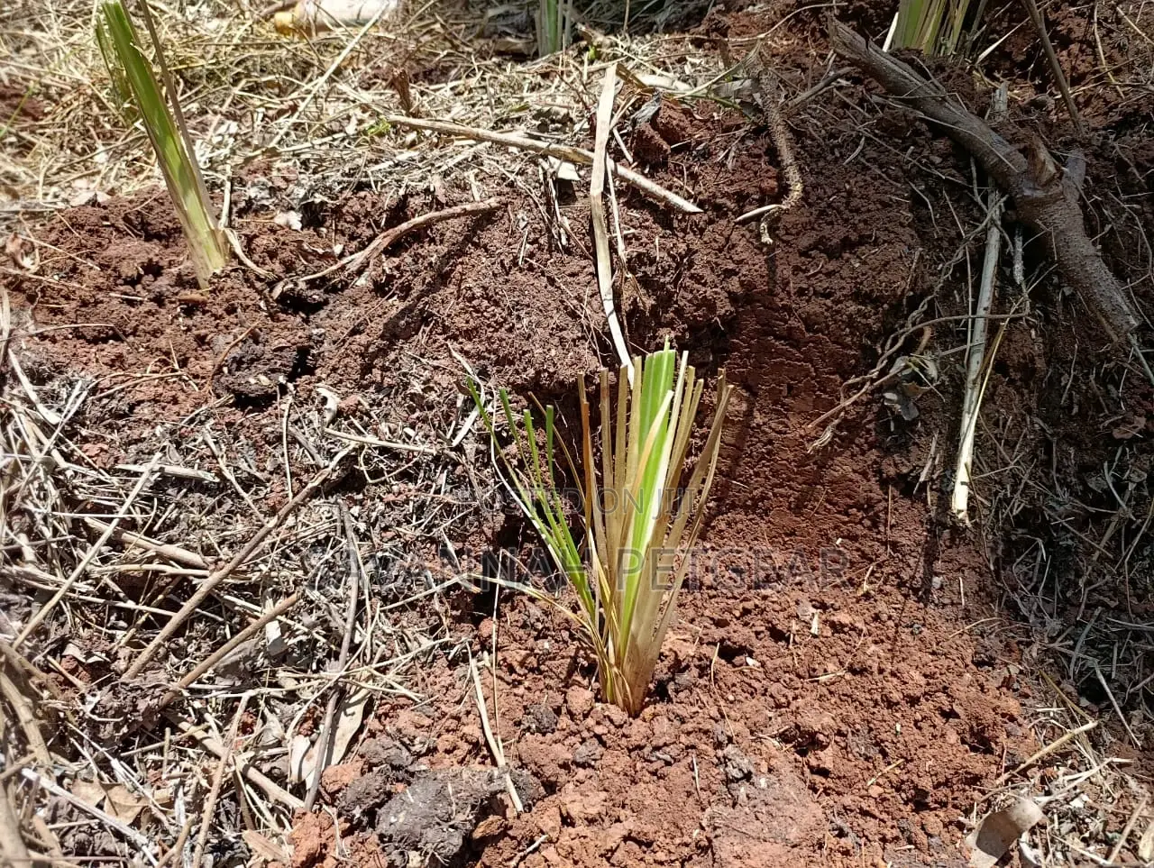 Vetiver Grass Slips for Soils Erosions Control - 100pcs