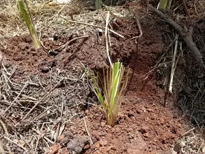 Vetiver Grass Slips for Soils Erosions Control - 100pcs