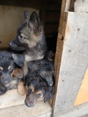 1-3 months Male Purebred German Shepherd
