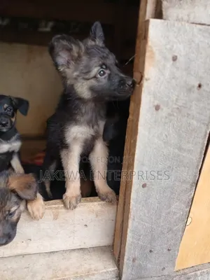 1-3 months Female Purebred German Shepherd