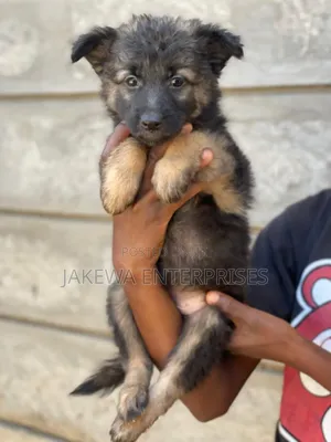 1-3 months Female Purebred German Shepherd