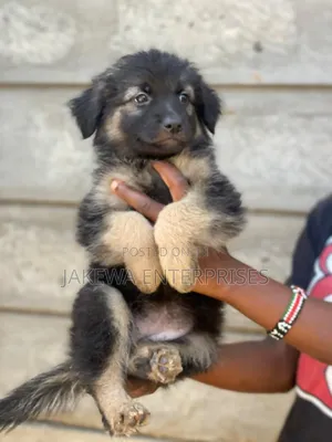 1-3 months Male Purebred German Shepherd