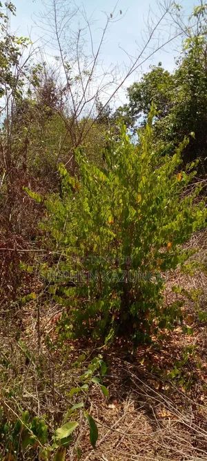 1 Acre Plot on Sale in Galu Beach Zone.